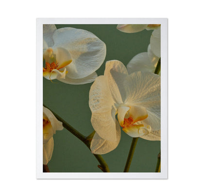 Soft Orchid Bloom