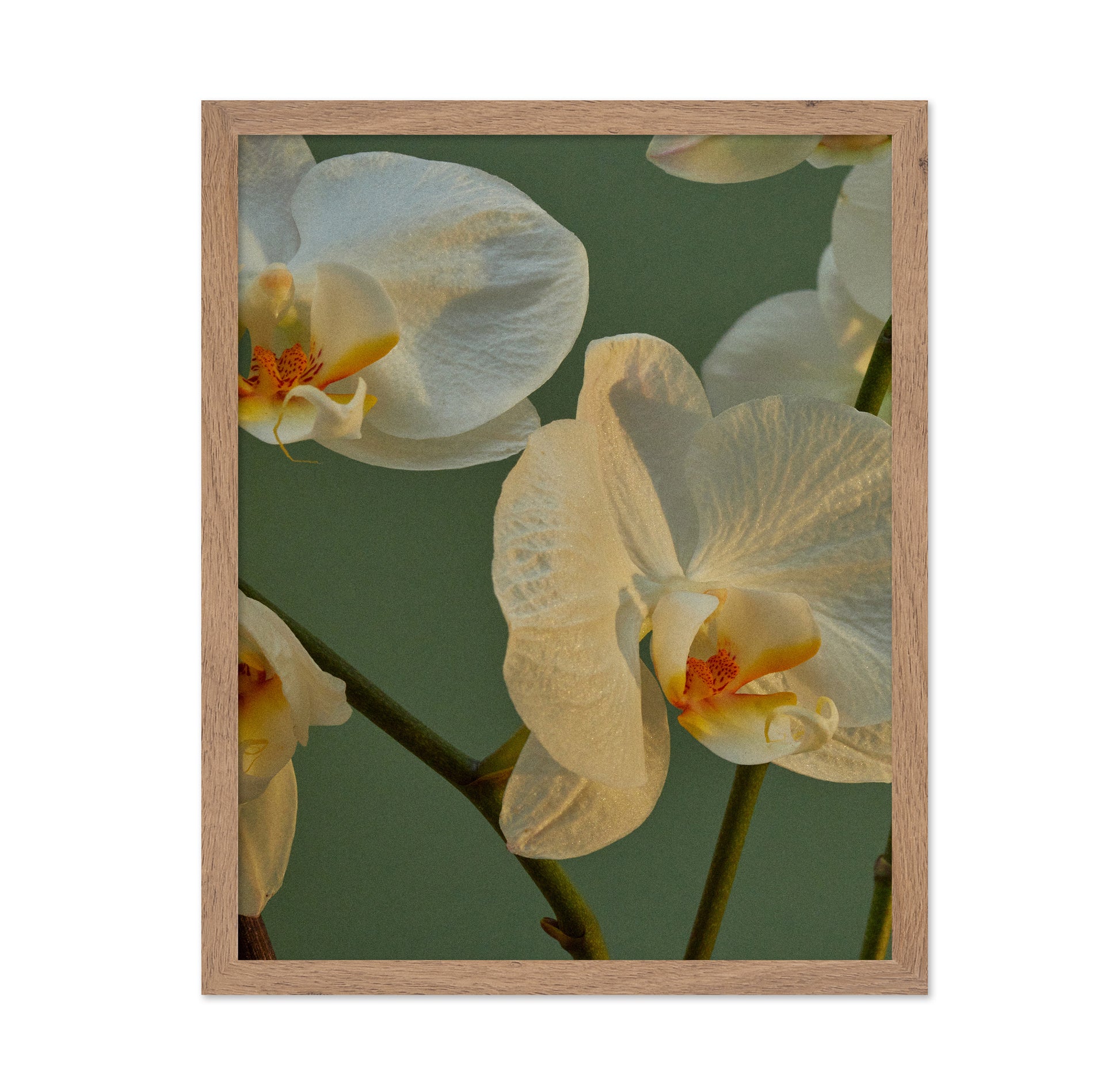 Soft Orchid Bloom