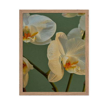 Soft Orchid Bloom