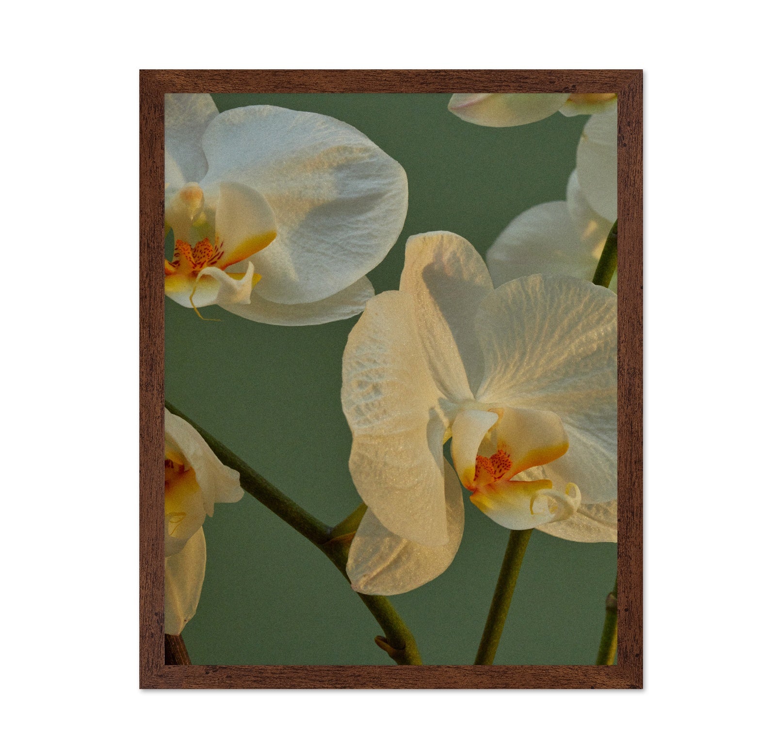 Soft Orchid Bloom