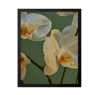Soft Orchid Bloom