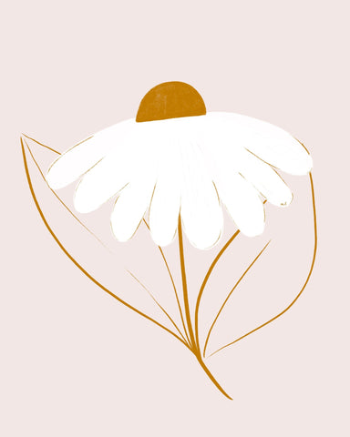 Minimal White Daisy
