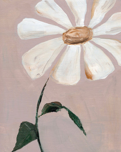 Soft Daisy