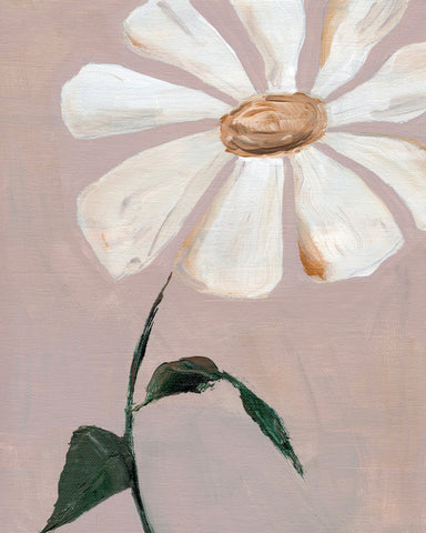Soft Daisy