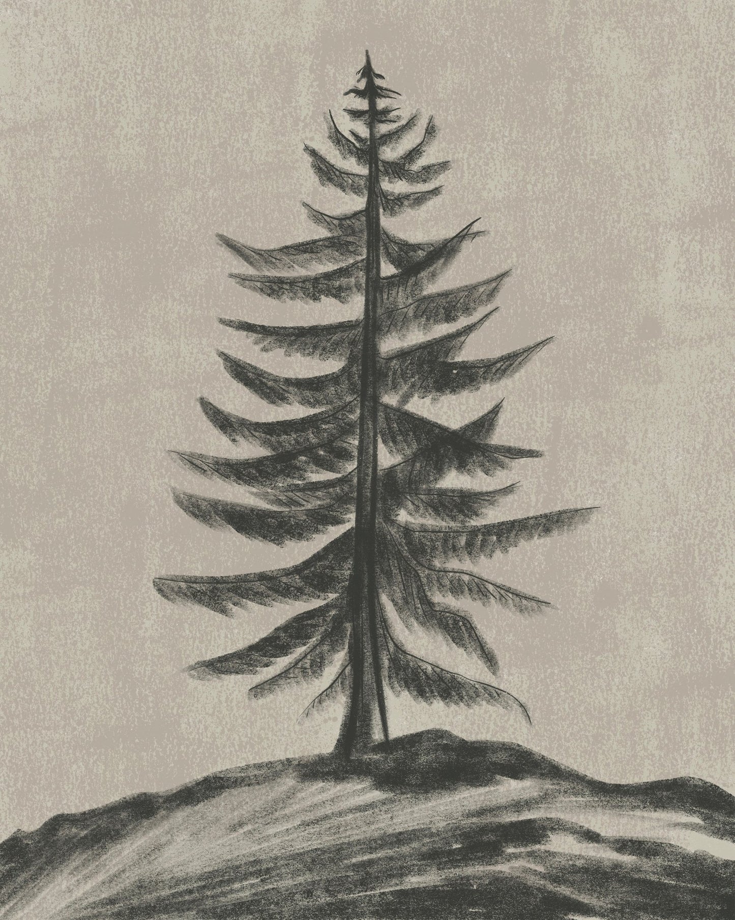 Evergreen Sketch
