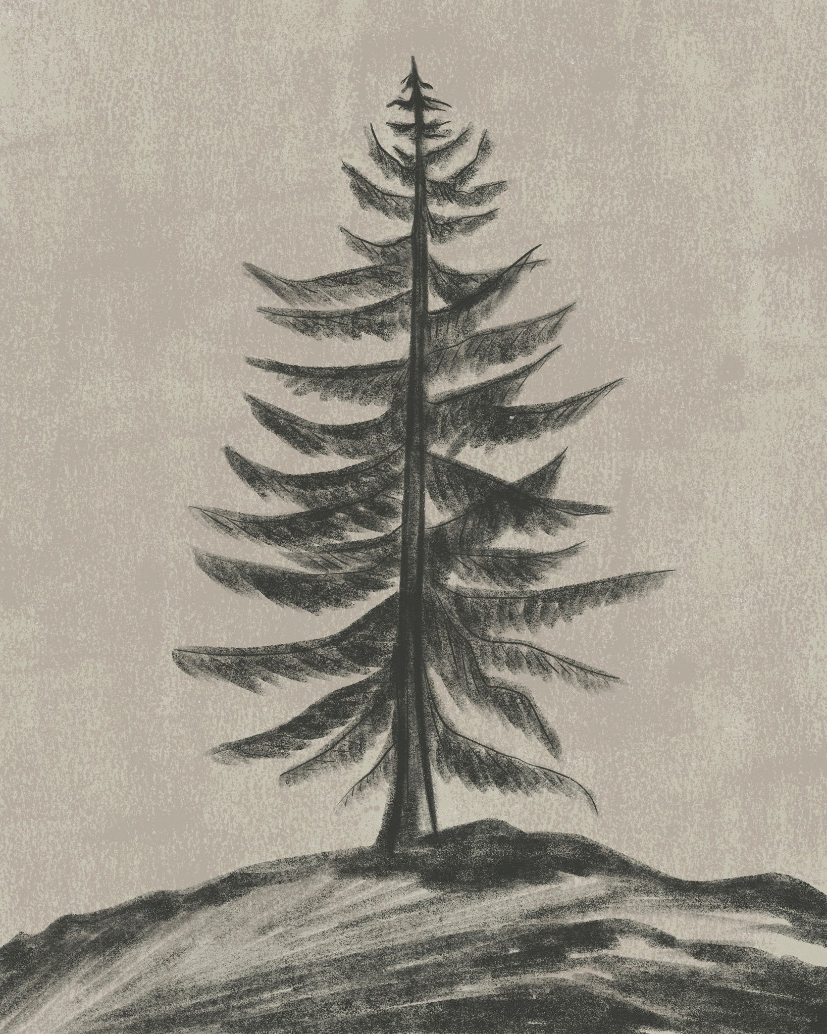 Evergreen Sketch