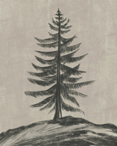 Evergreen Sketch