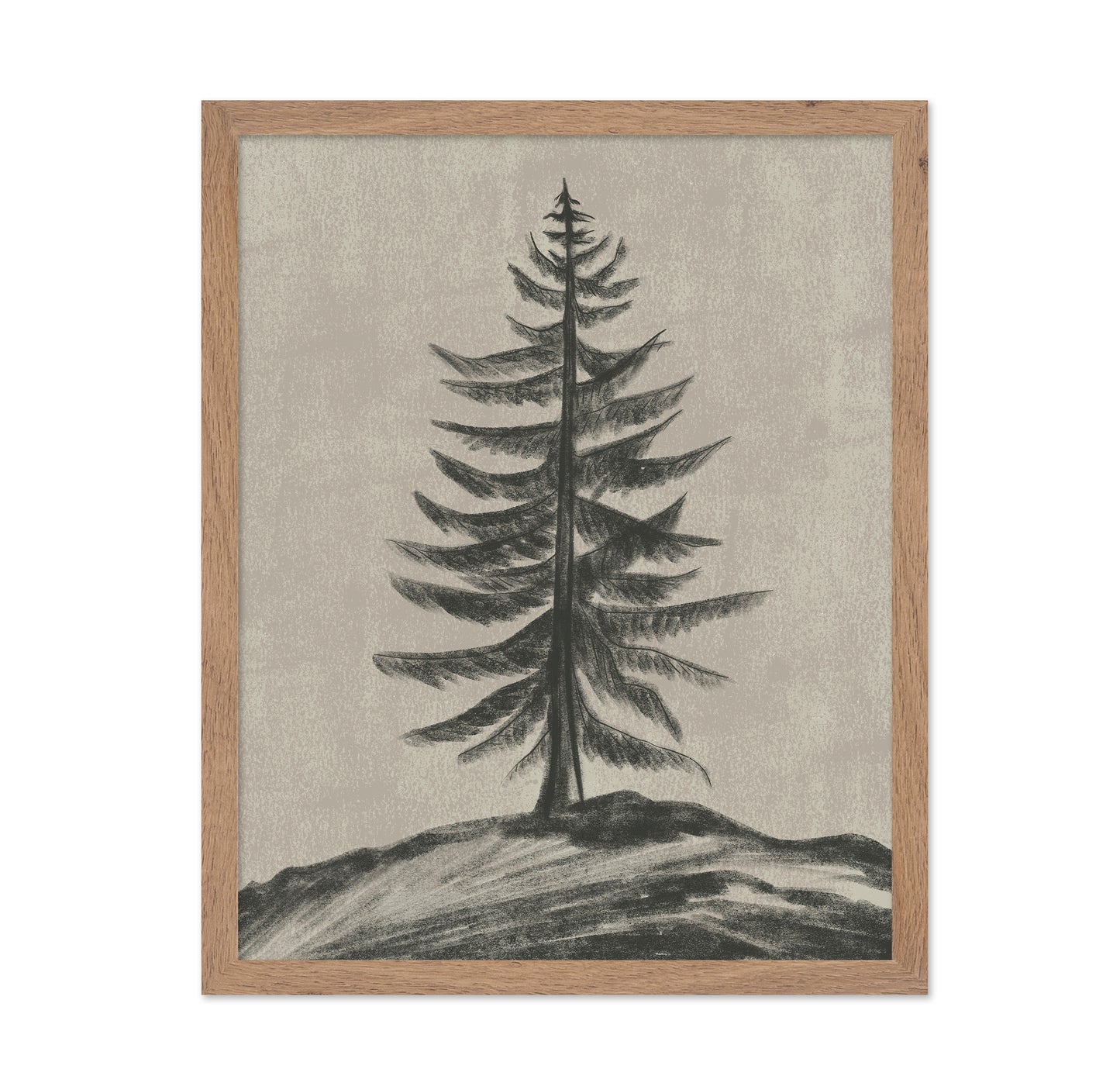Evergreen Sketch