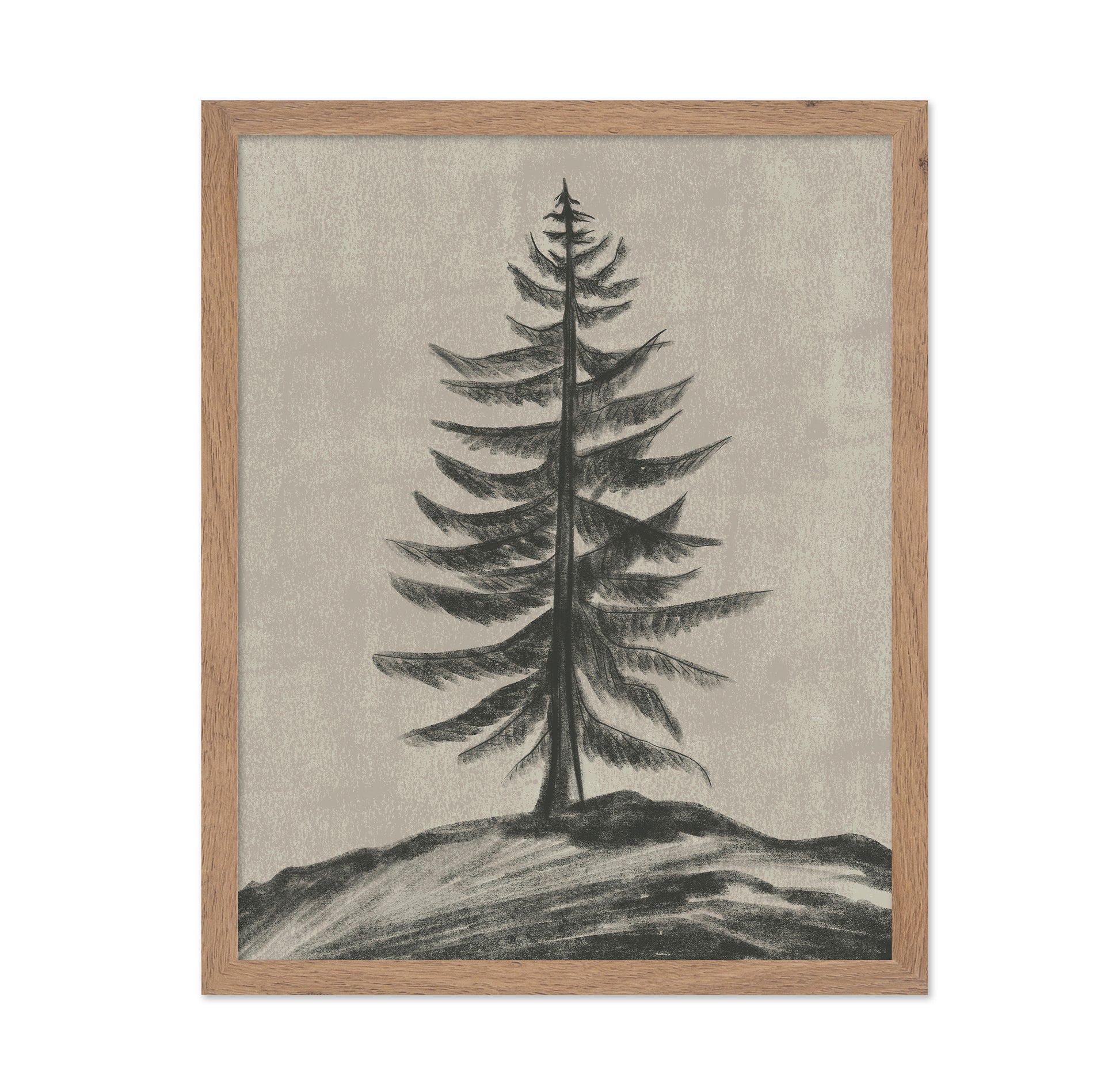 Evergreen Sketch