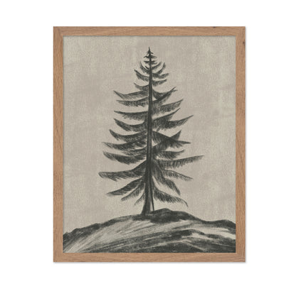 Evergreen Sketch