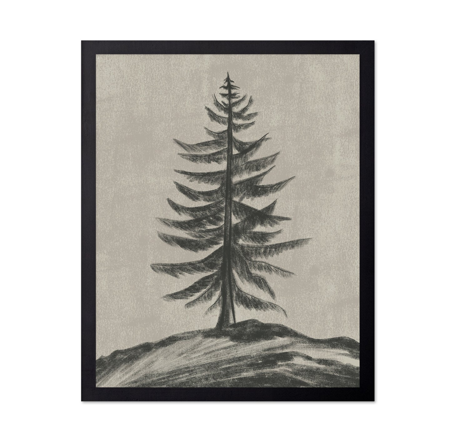 Evergreen Sketch