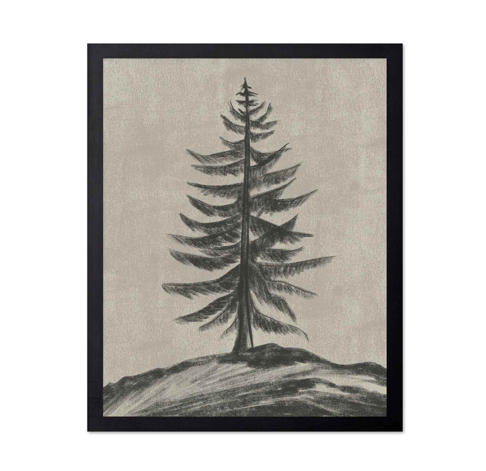 Evergreen Sketch