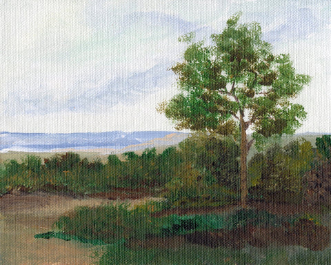 Quiet Summer Tree