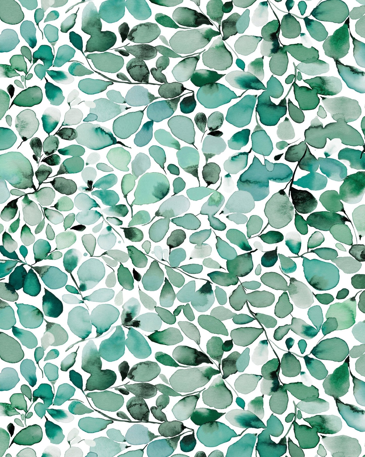Eucalyptus Leaves