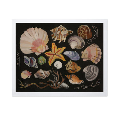 Coastal Shell Collection