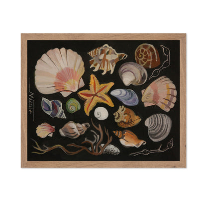 Coastal Shell Collection