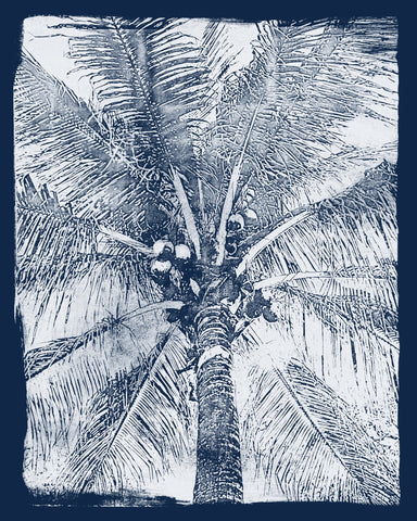 Coastal Palm