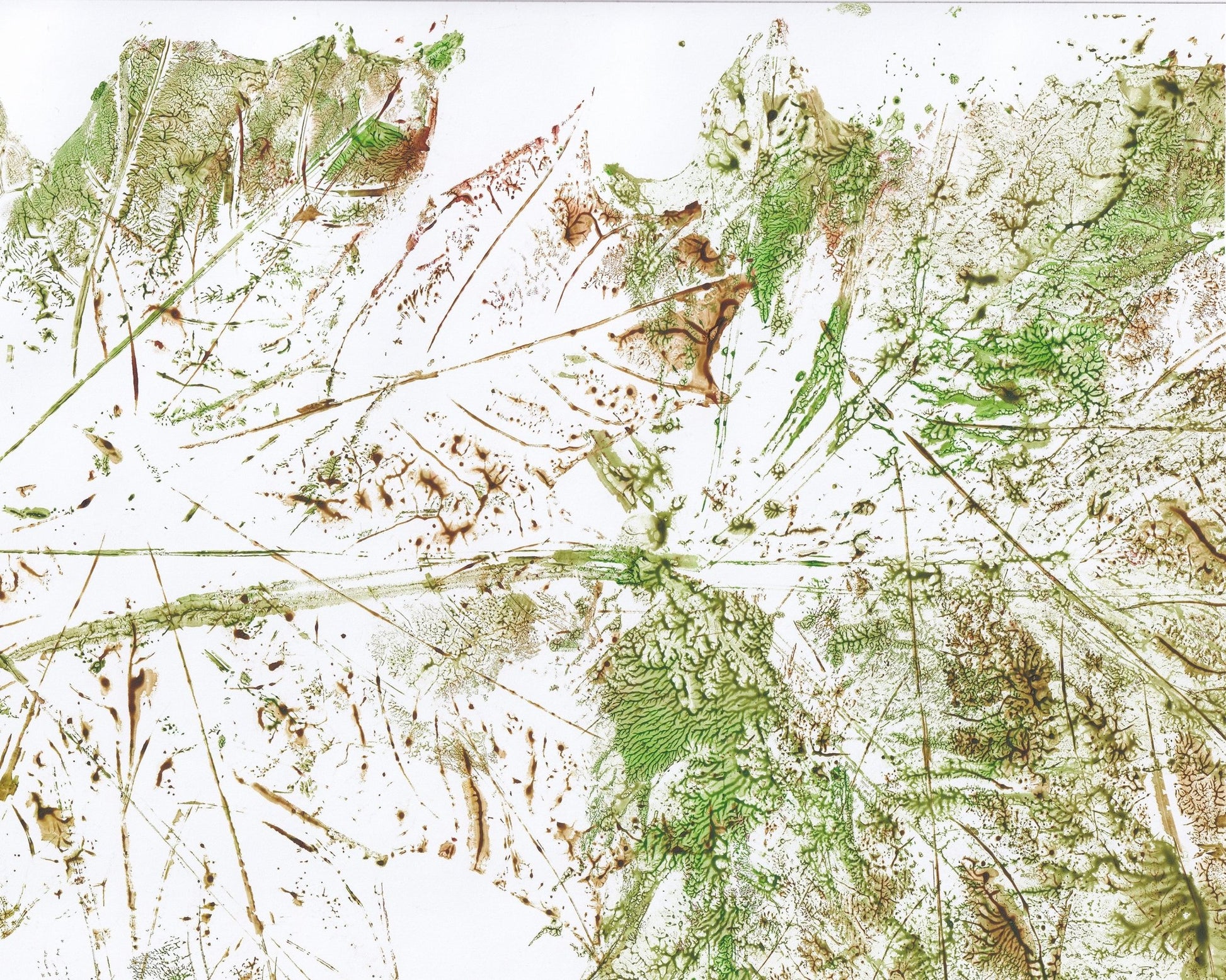 Botanical Texture Study