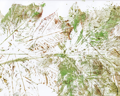Botanical Texture Study