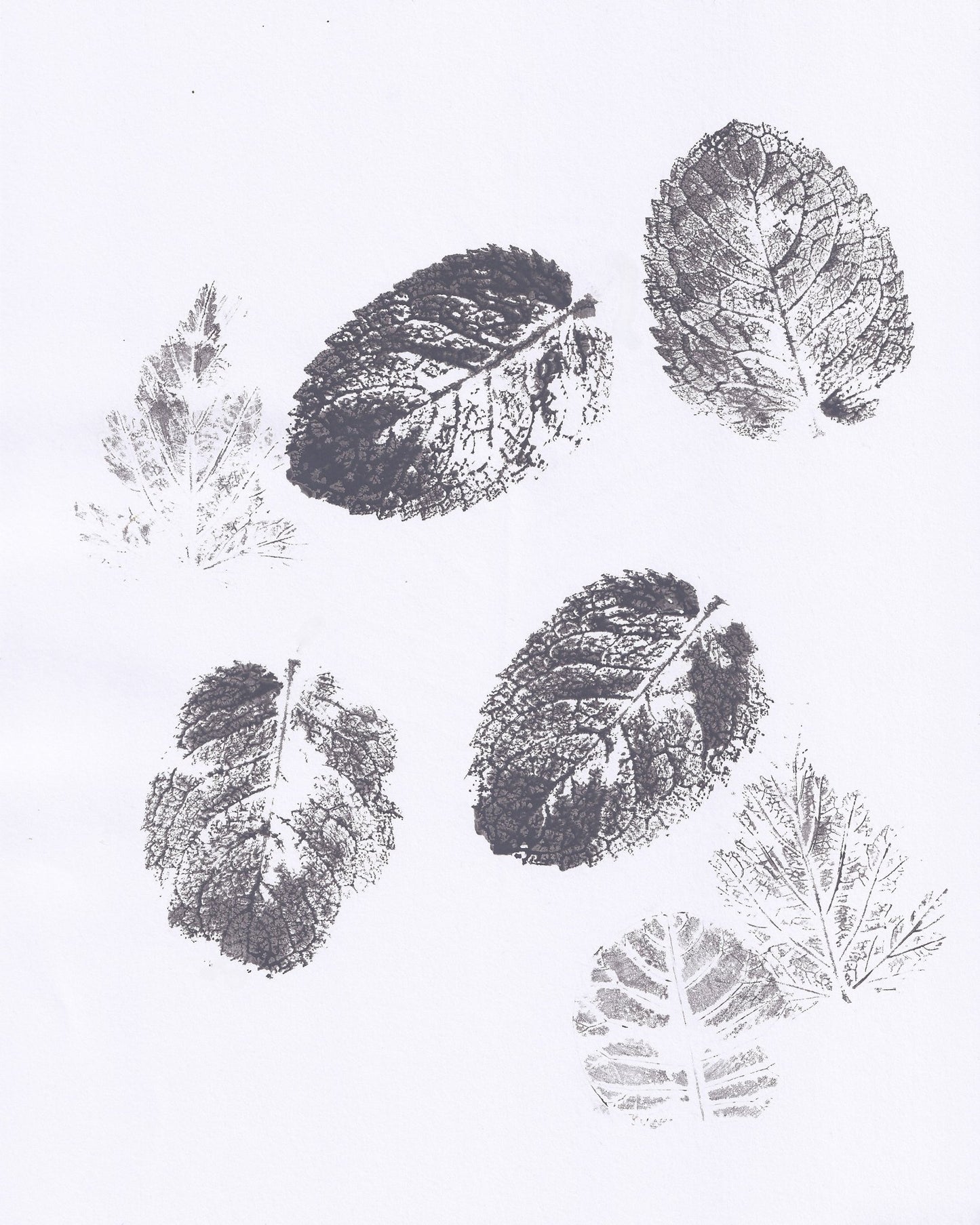 Botanical Leaf Prints No2