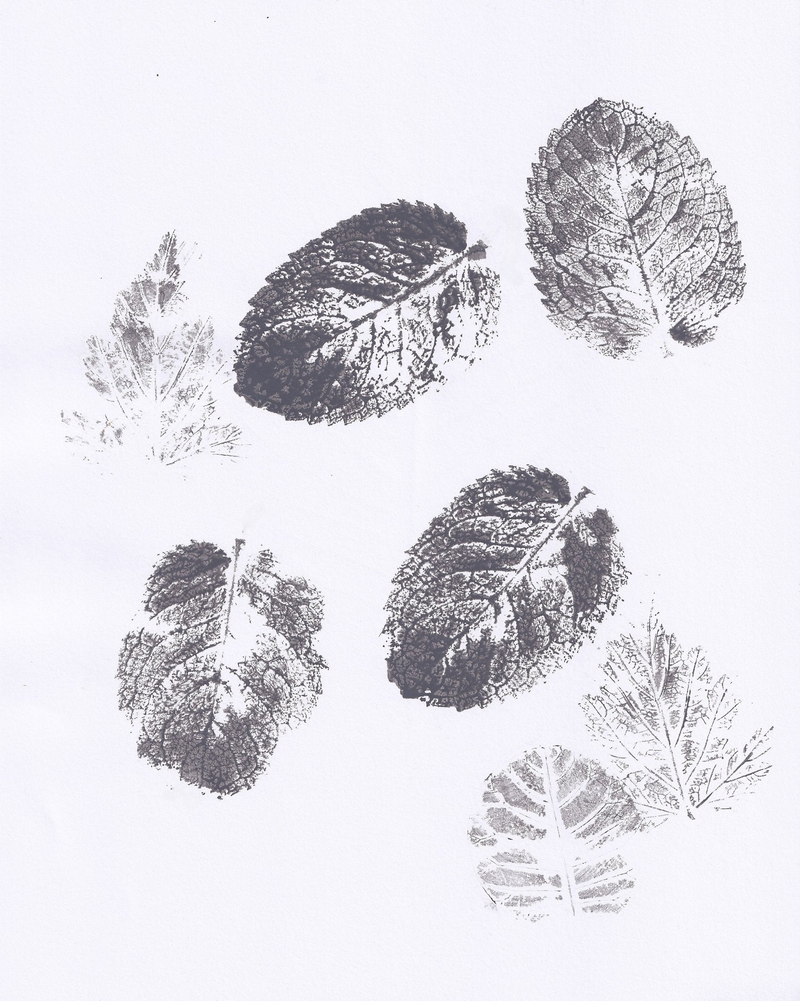 Botanical Leaf Prints No2