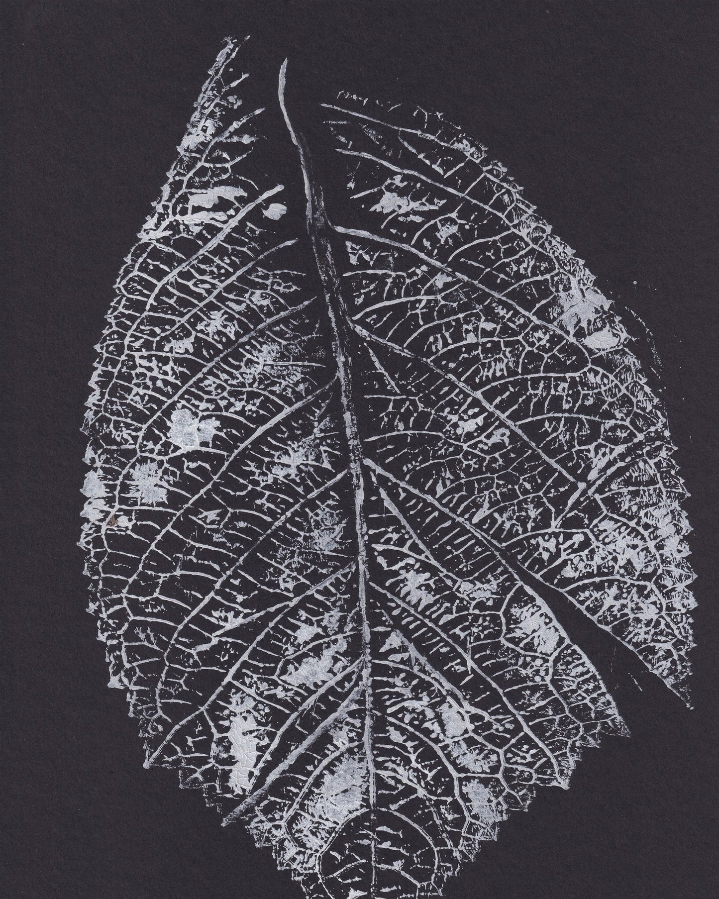 Monochrome Leaf Print No1
