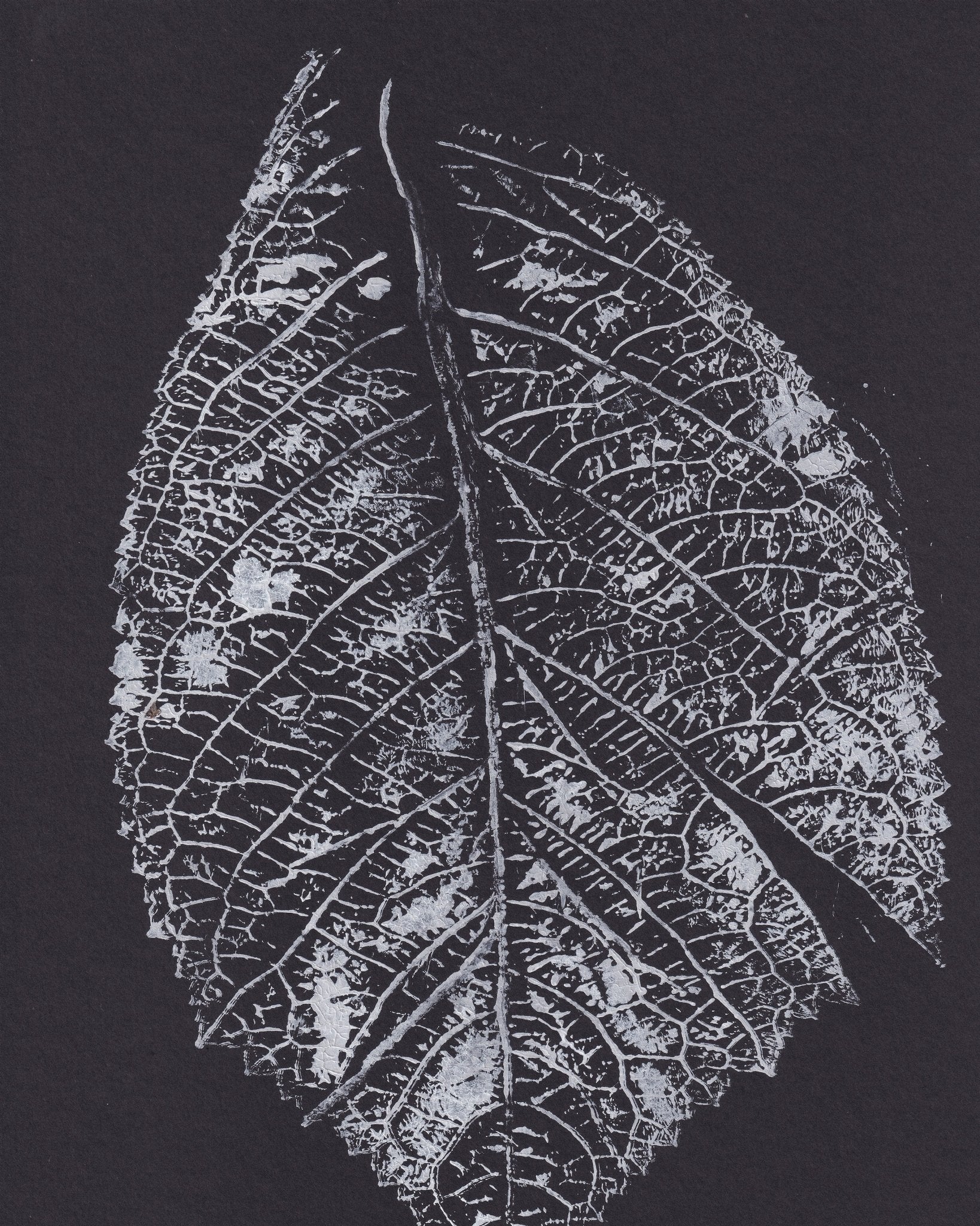 Monochrome Leaf Print No1