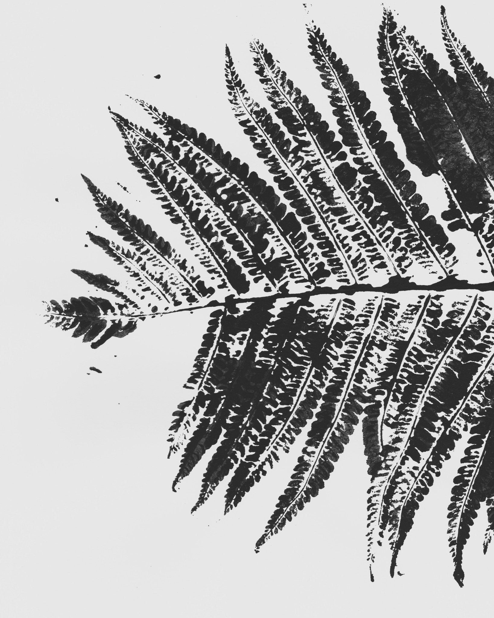 Fern Shadow Print