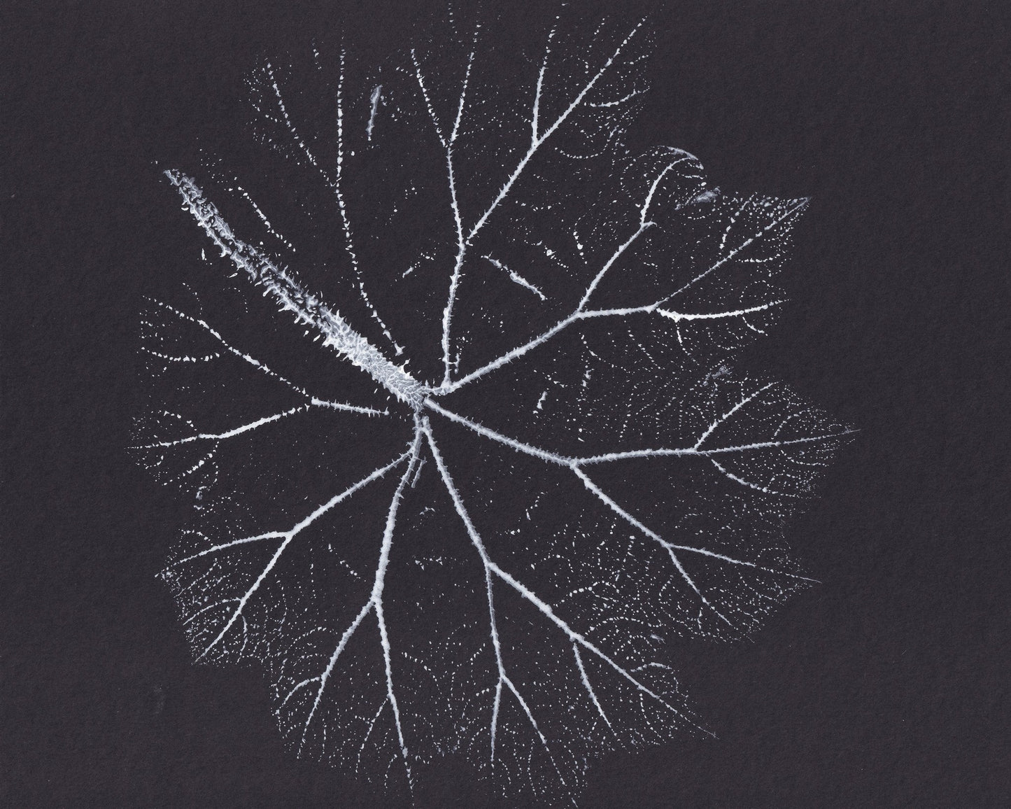Nature Branch Fractal