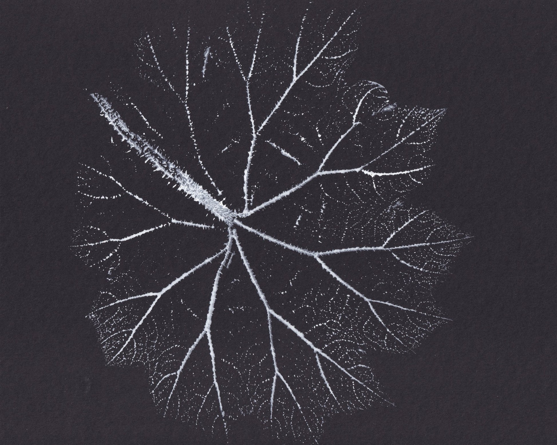 Nature Branch Fractal