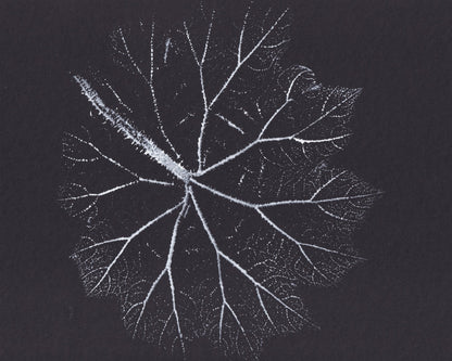 Nature Branch Fractal