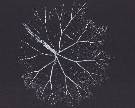 Nature Branch Fractal