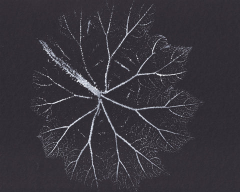 Nature Branch Fractal