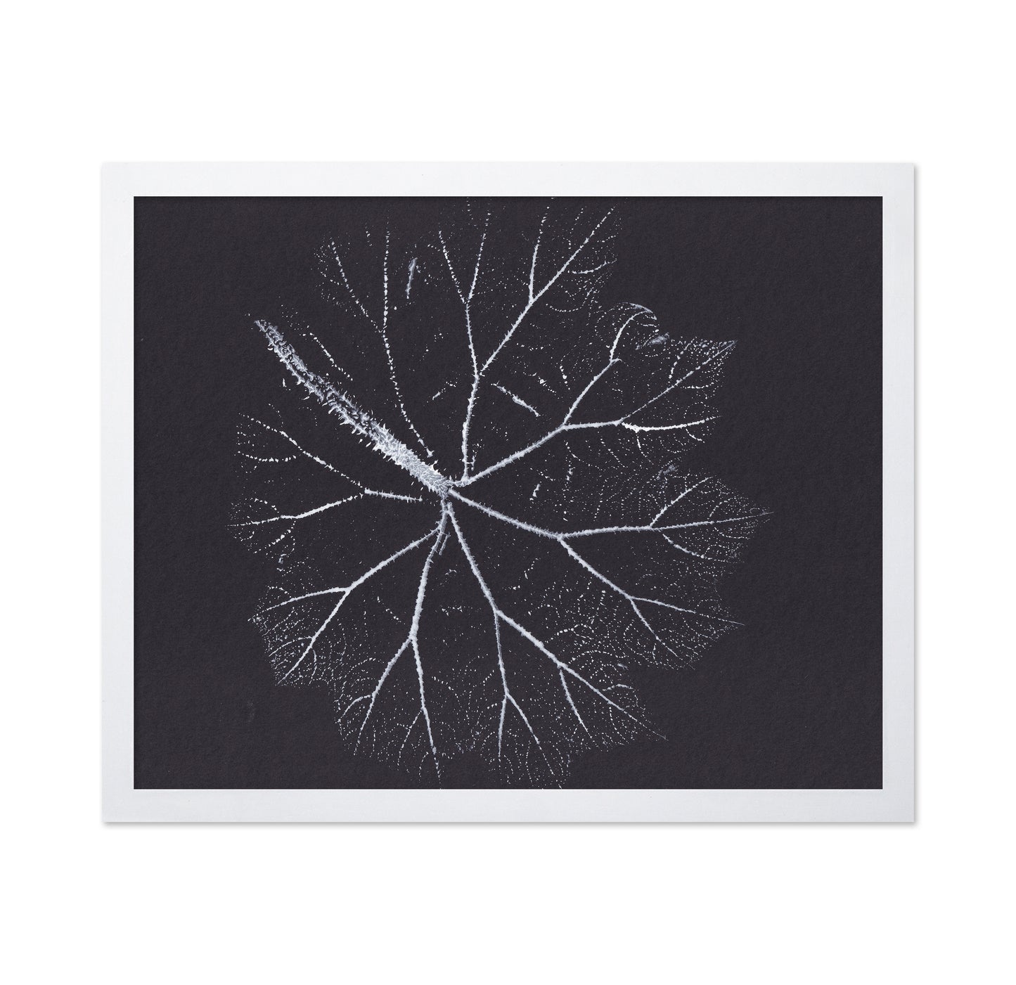 Nature Branch Fractal