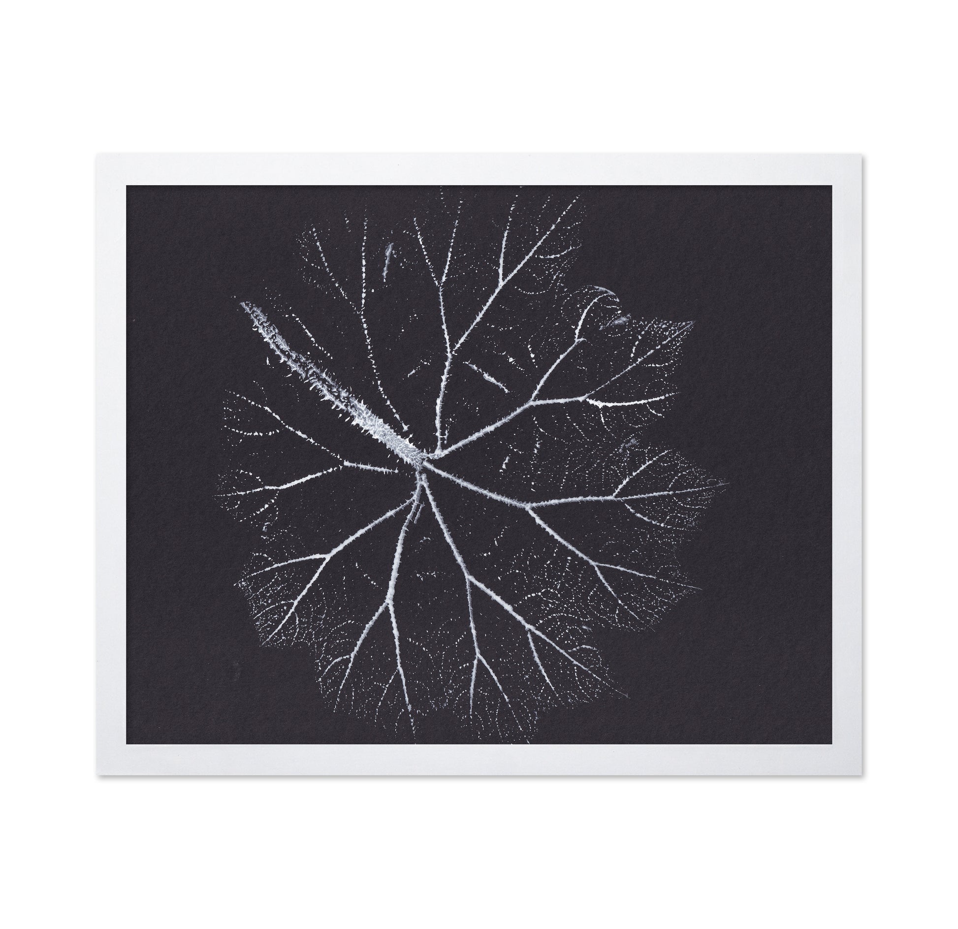 Nature Branch Fractal