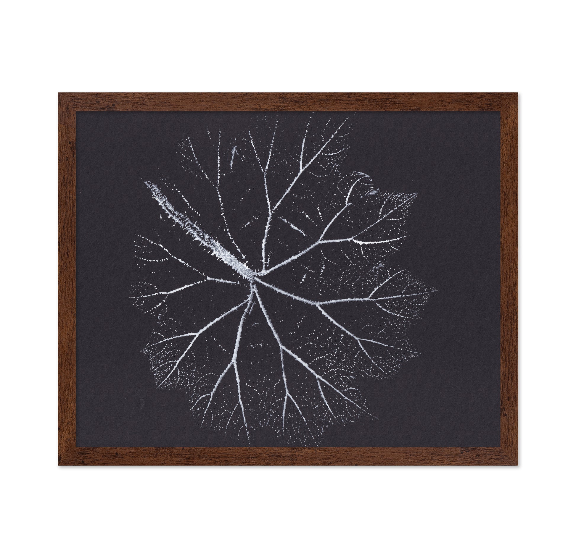 Nature Branch Fractal