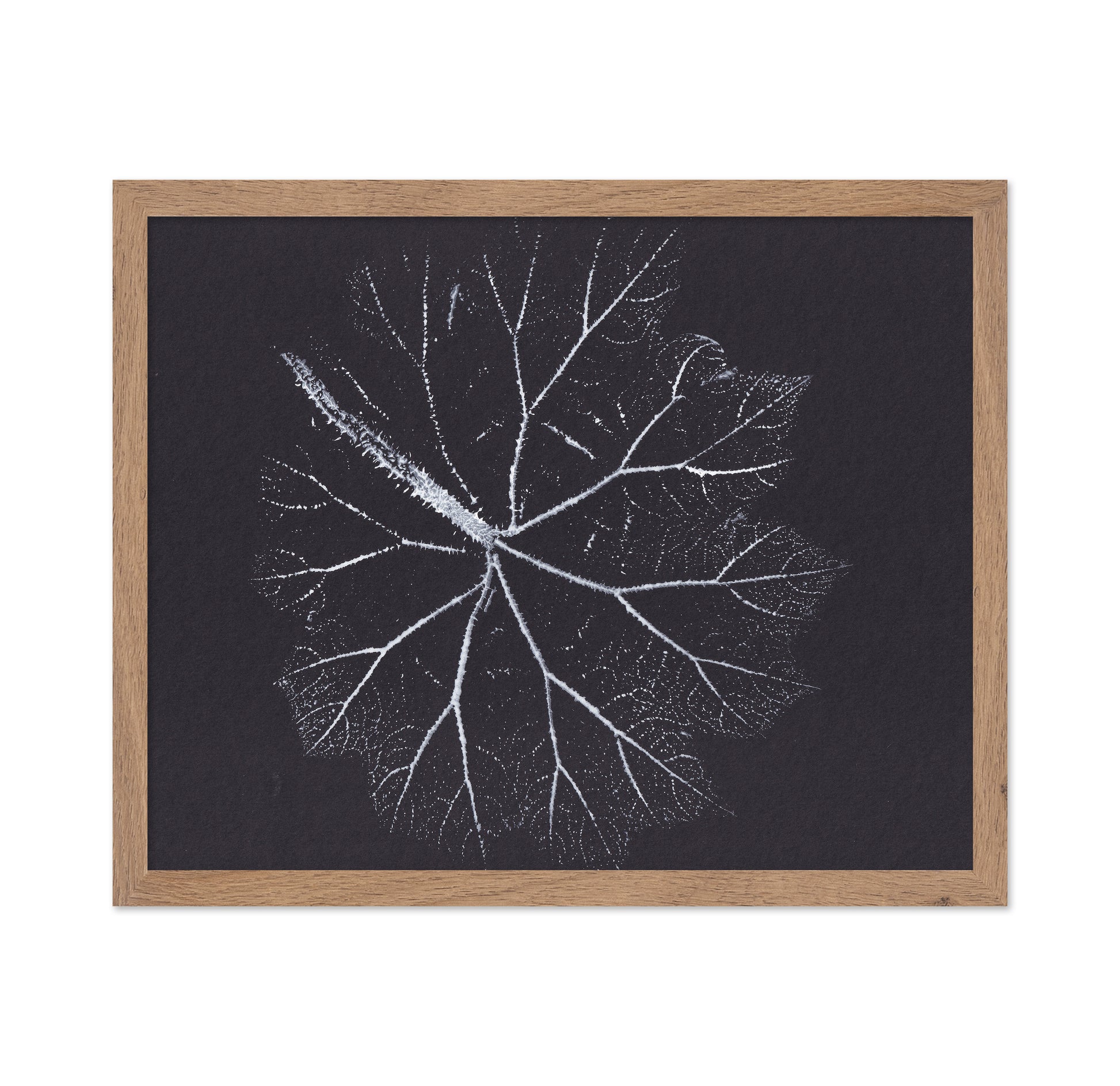Nature Branch Fractal