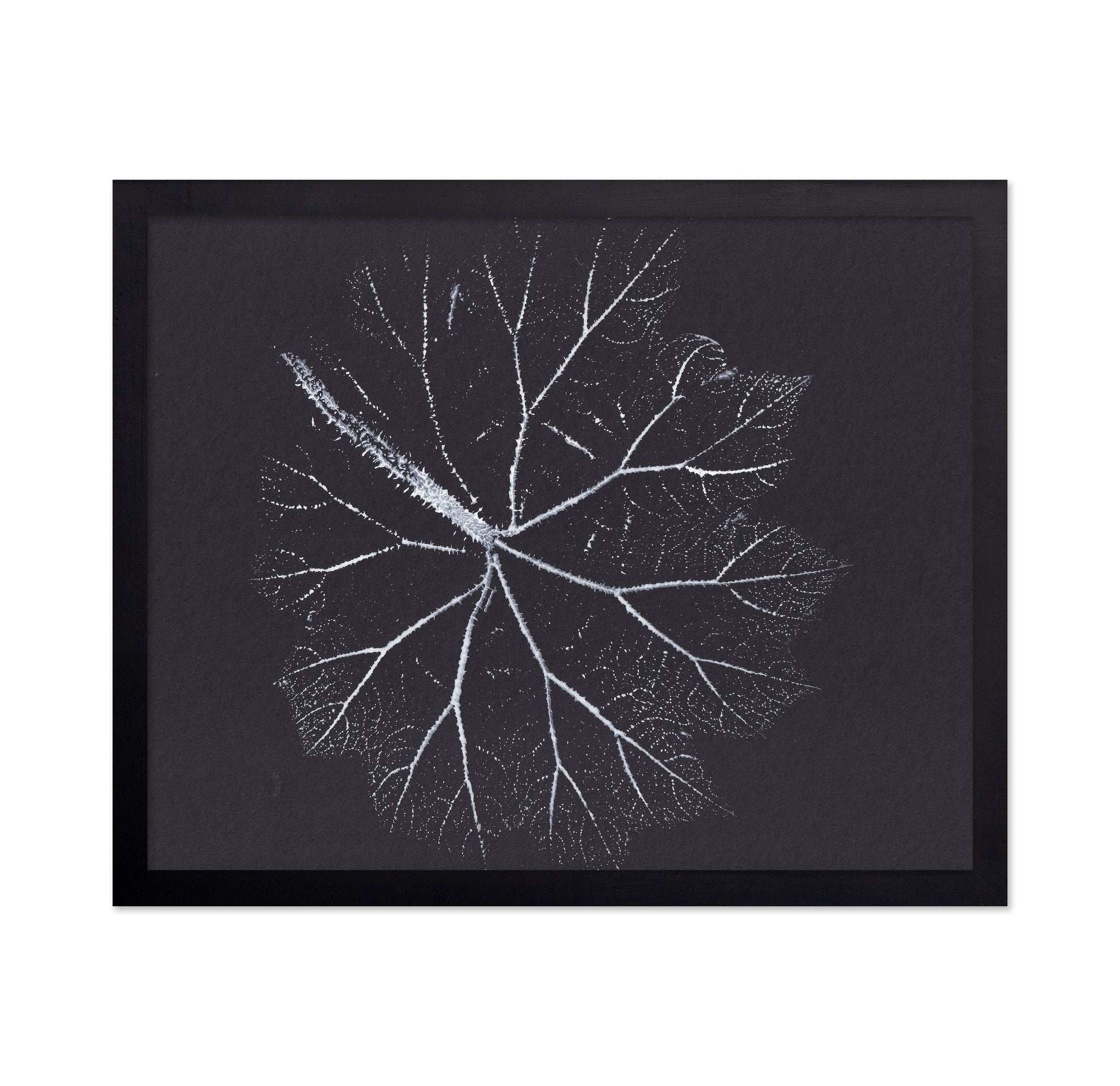 Nature Branch Fractal