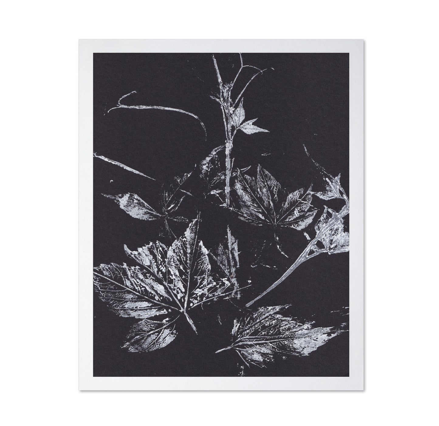 Climbing Plant Imprints