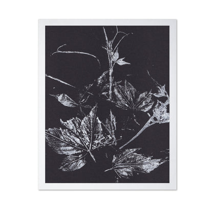 Climbing Plant Imprints