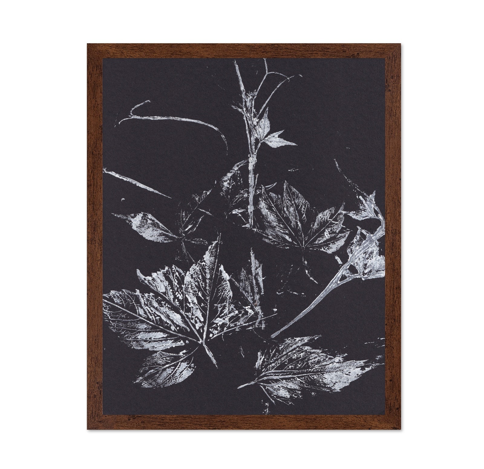 Climbing Plant Imprints