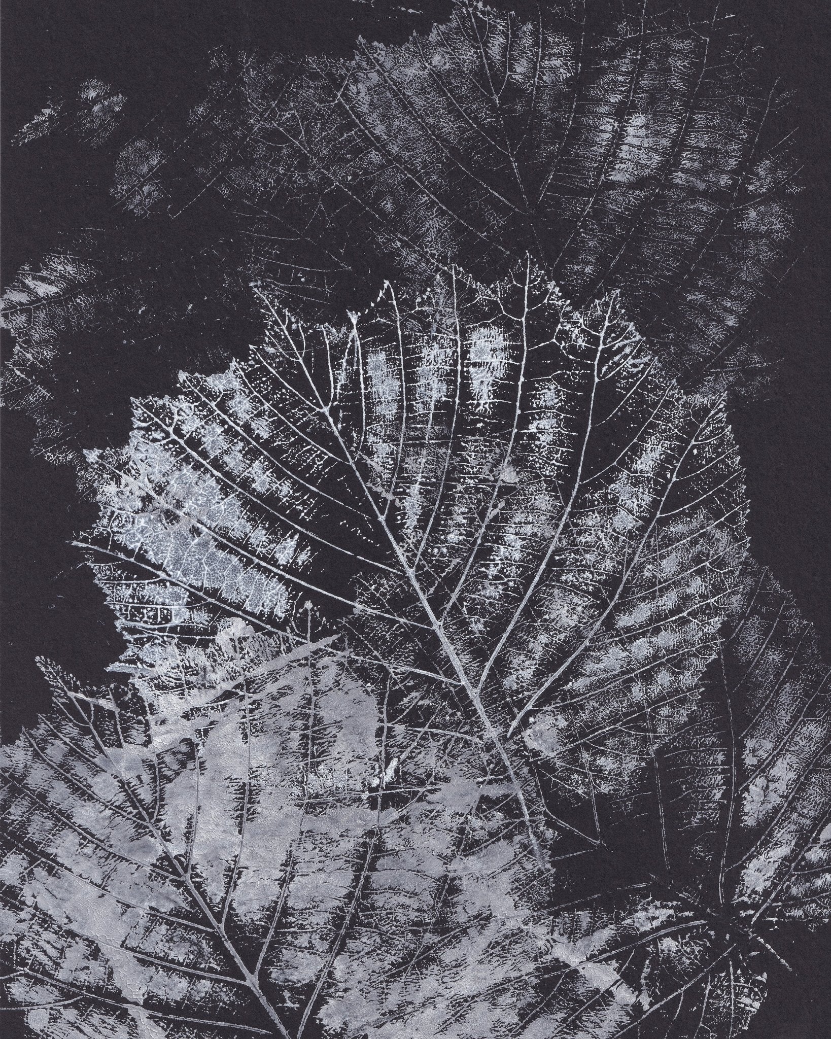 Botanical Vein Pattern