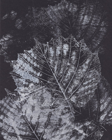 Botanical Vein Pattern