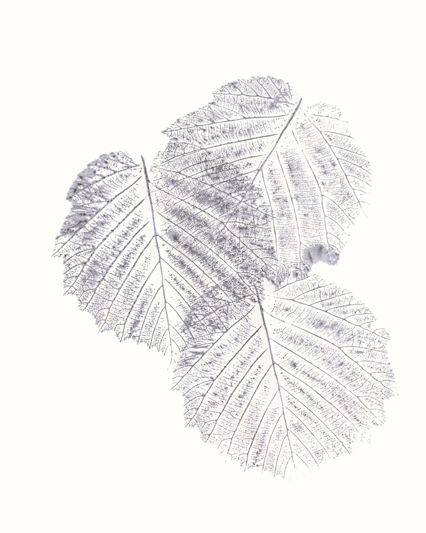 Soft Leaf Imprint
