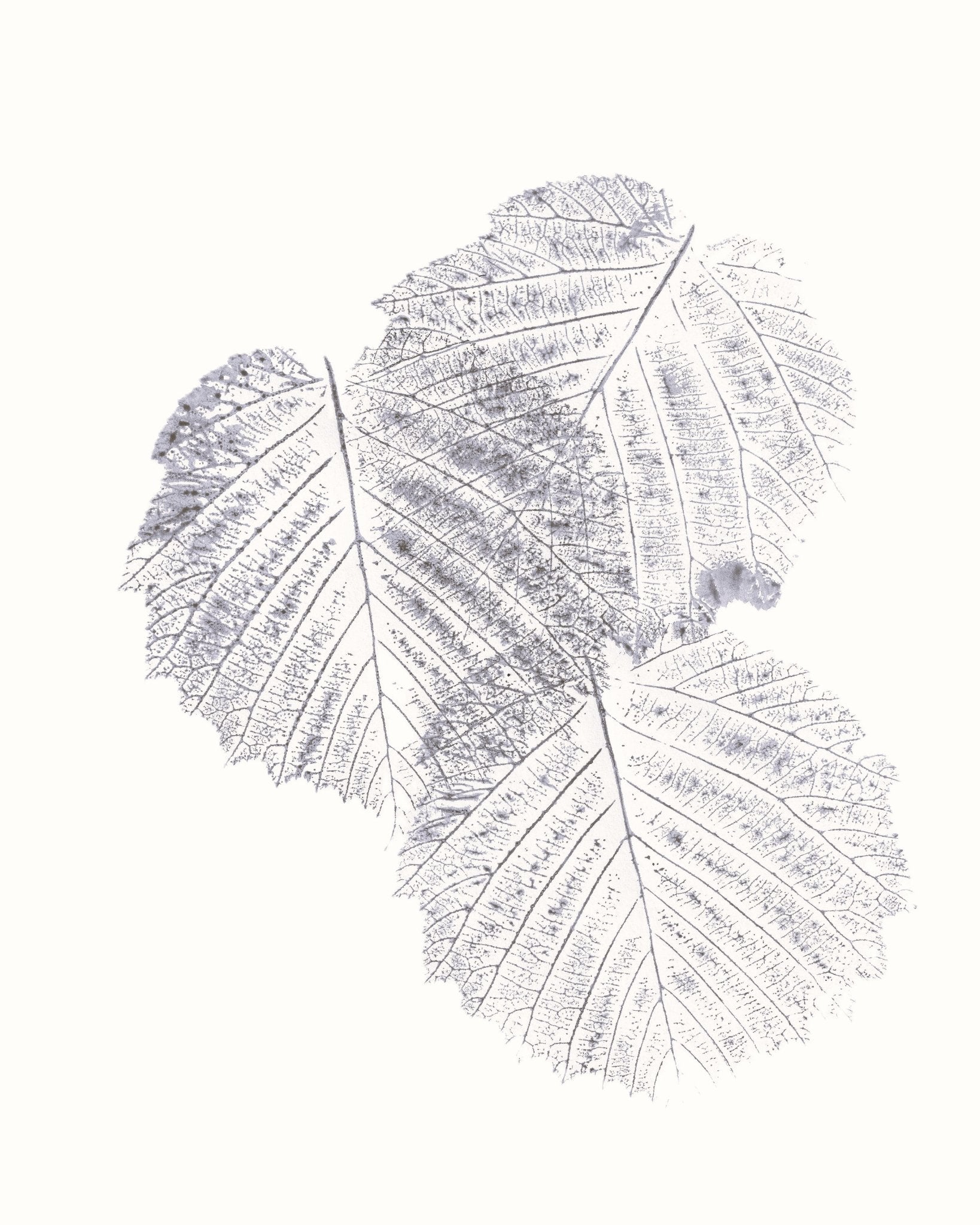 Soft Leaf Imprint