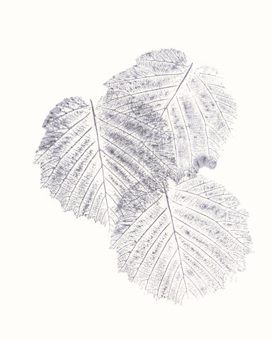 Soft Leaf Imprint