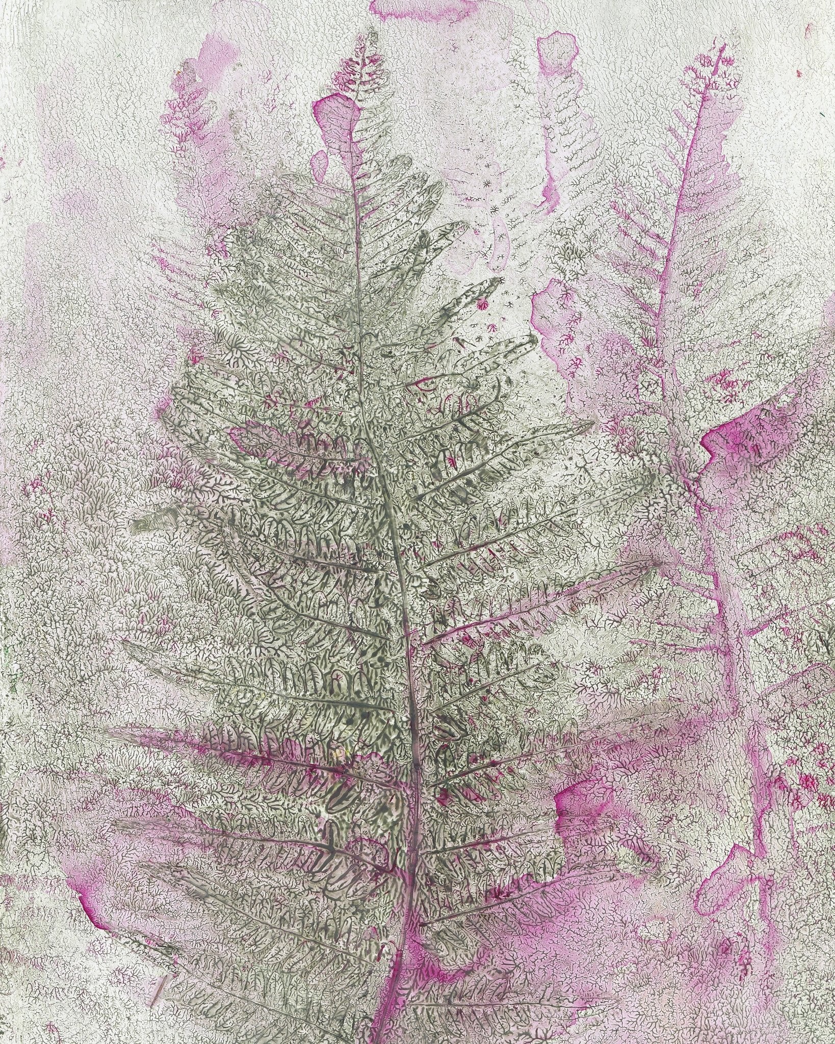 Pink Fern Imprint No1