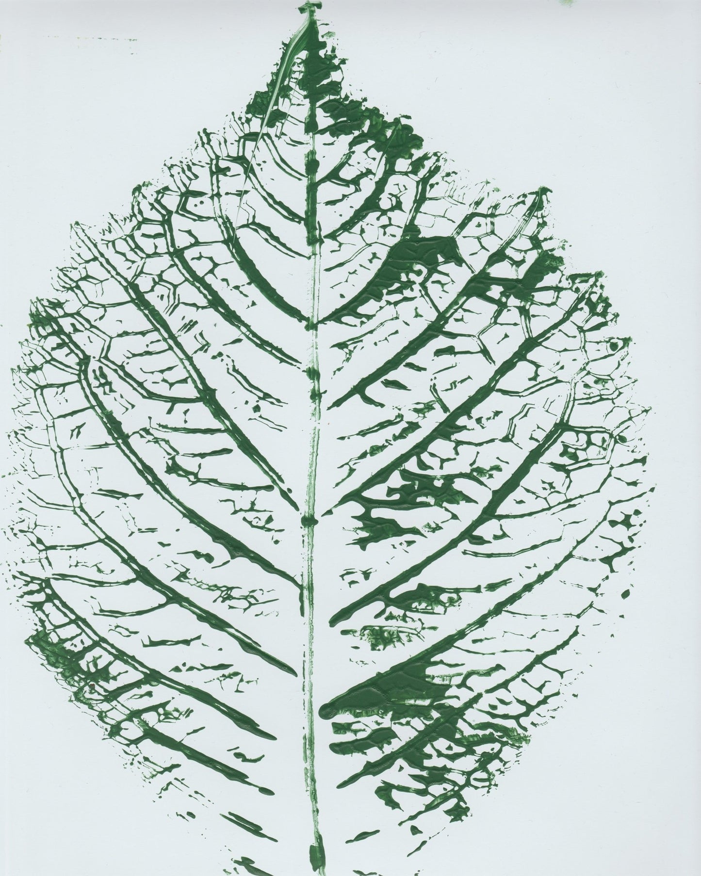 Green Leaf Veins
