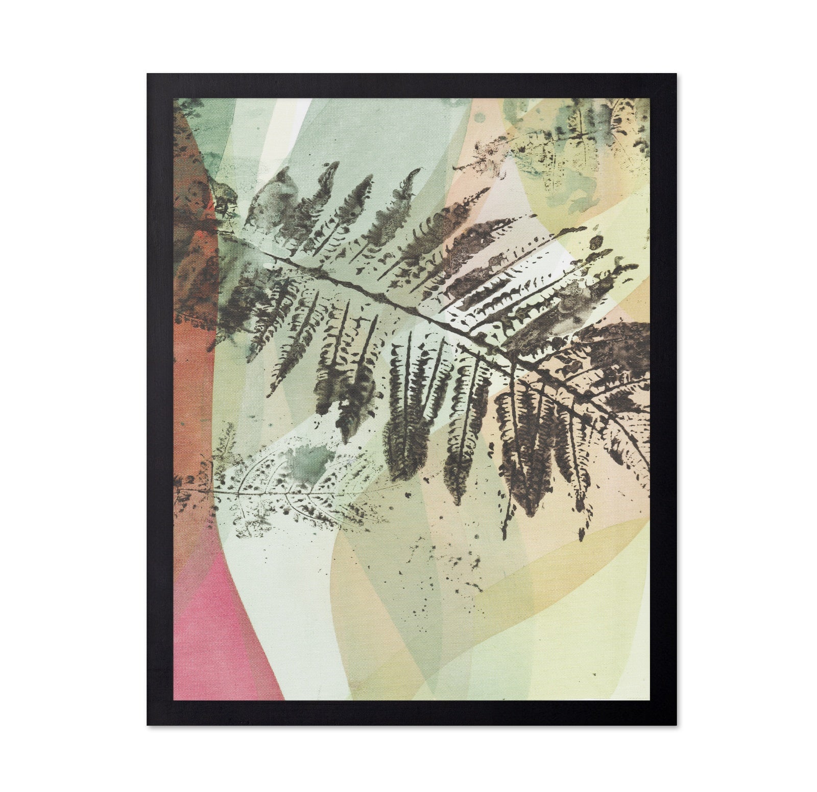 Fern Geometry