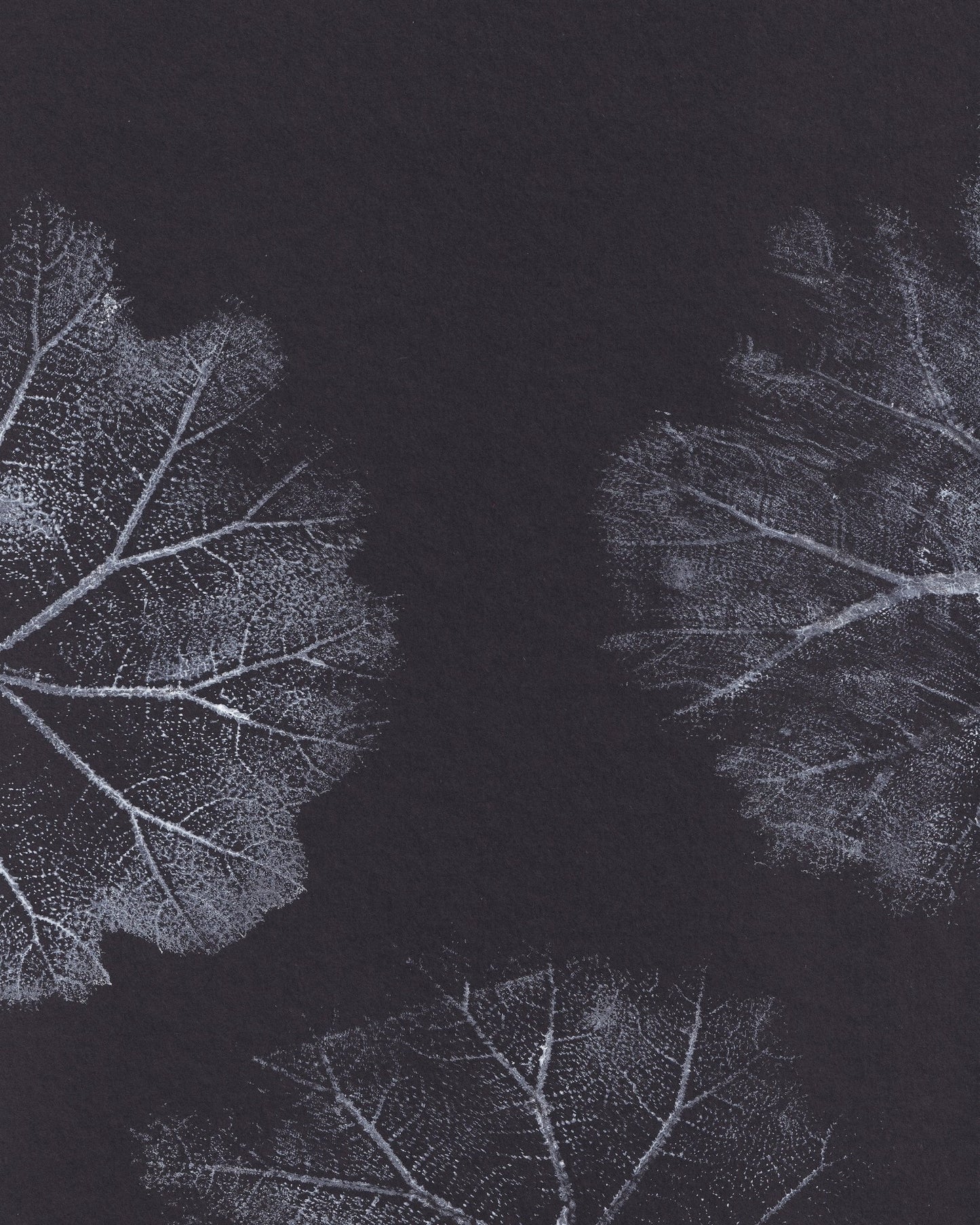 Monochrome Leaves No2